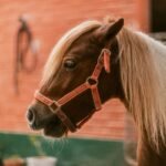 Galope Solidario (Donación Libre)